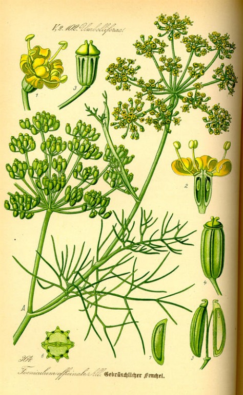 Fenchel braun (bitter) bio